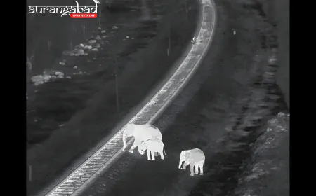 हाथियों के लिए जीवन रक्षक AI: कोयंबटूर में सफल हुई तकनीक